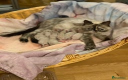 Persian cats for sale: Persians colour point  - Image 17