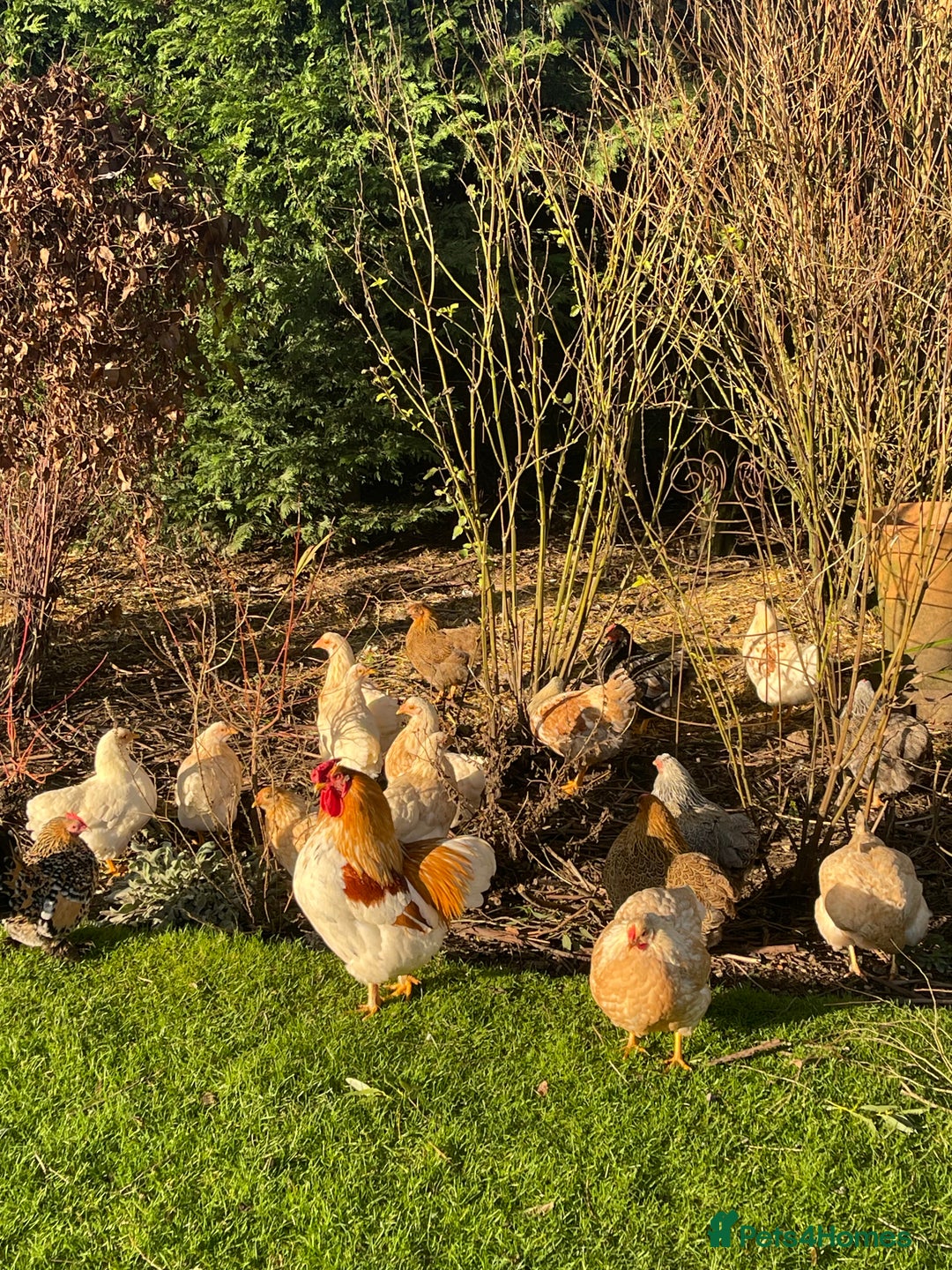 Chickens poultry for sale: BANTAM WYANDOTTE HENS, HATCHED SUMMER ‘25 - Advert 1