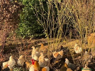 Chickens poultry BANTAM WYANDOTTE HENS, HATCHED SUMMER โ25 - Advert 1