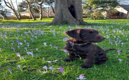 Labradoodle dogs for sale: Winter’s Rare Silver & Merle Labradoodle Puppies - Image 13
