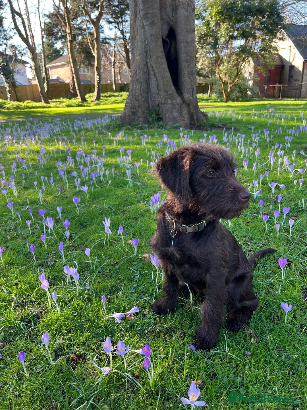 Labradoodle dogs for sale: Winter’s Rare Silver & Merle Labradoodle Puppies - Image 13