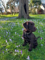 Labradoodle dogs - Advert 9