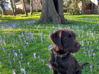 Labradoodle dogs - Advert 34