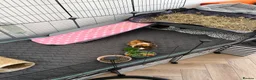 Guinea Pig rodents for sale: 4months, female, inc cage & accessories - Advert 9