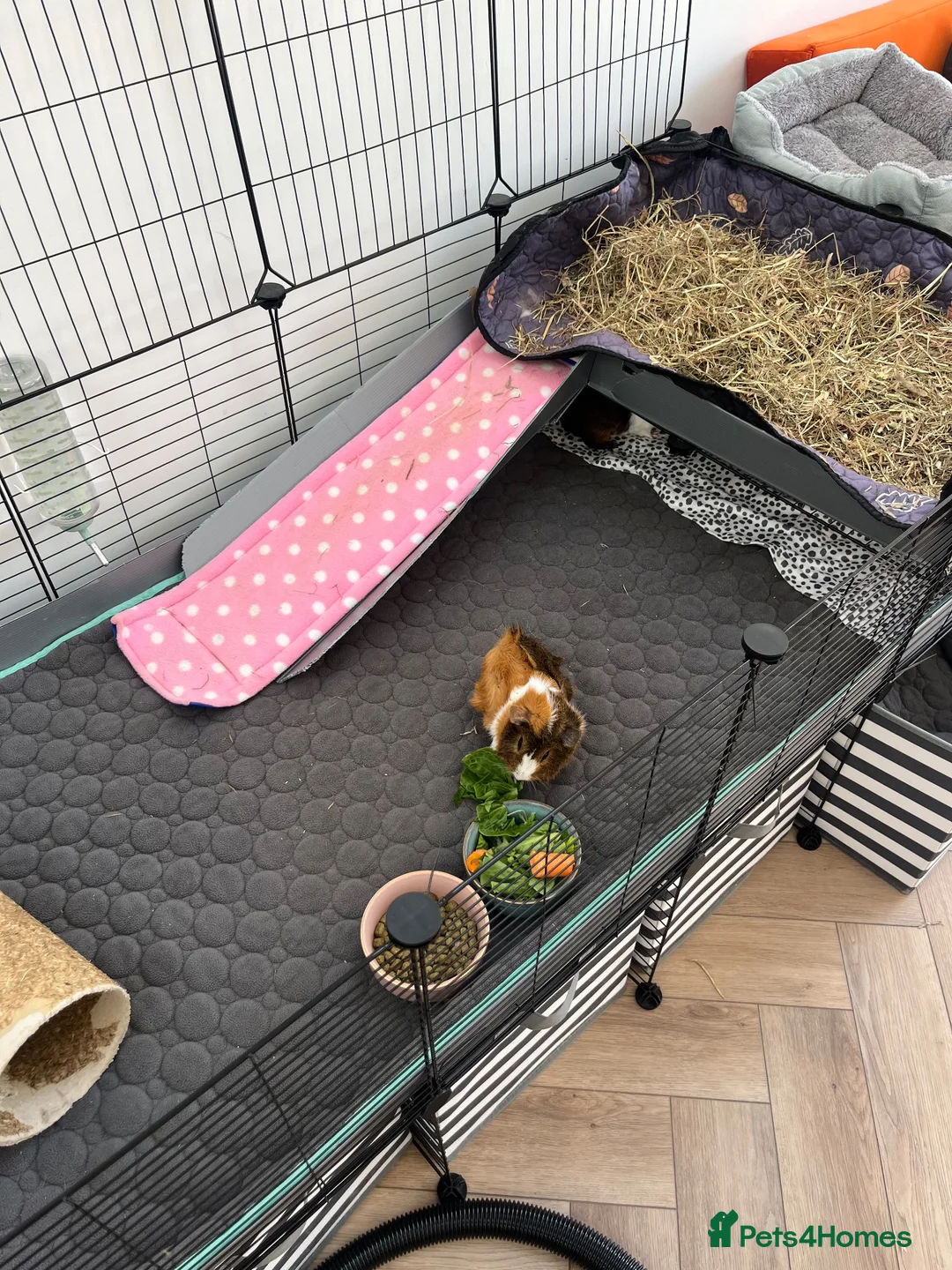 Guinea Pig rodents for sale: 4months, female, inc cage & accessories - Advert 9