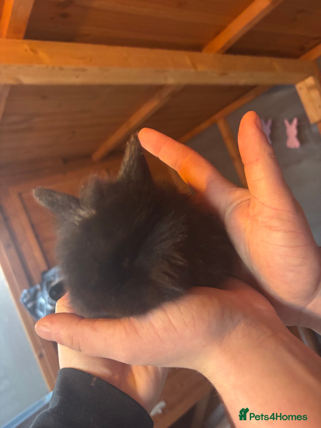 Lionhead rabbits for sale: Lion head bunnies available 🐰 - Advert 20