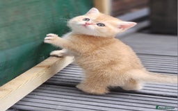 British Shorthair cats for sale: Tica reg Golden Shaded British shorthair kittens. - Image 20