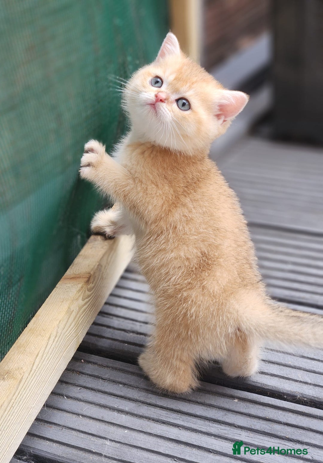British Shorthair cats for sale: Tica reg Golden Shaded British shorthair kittens. - Image 20
