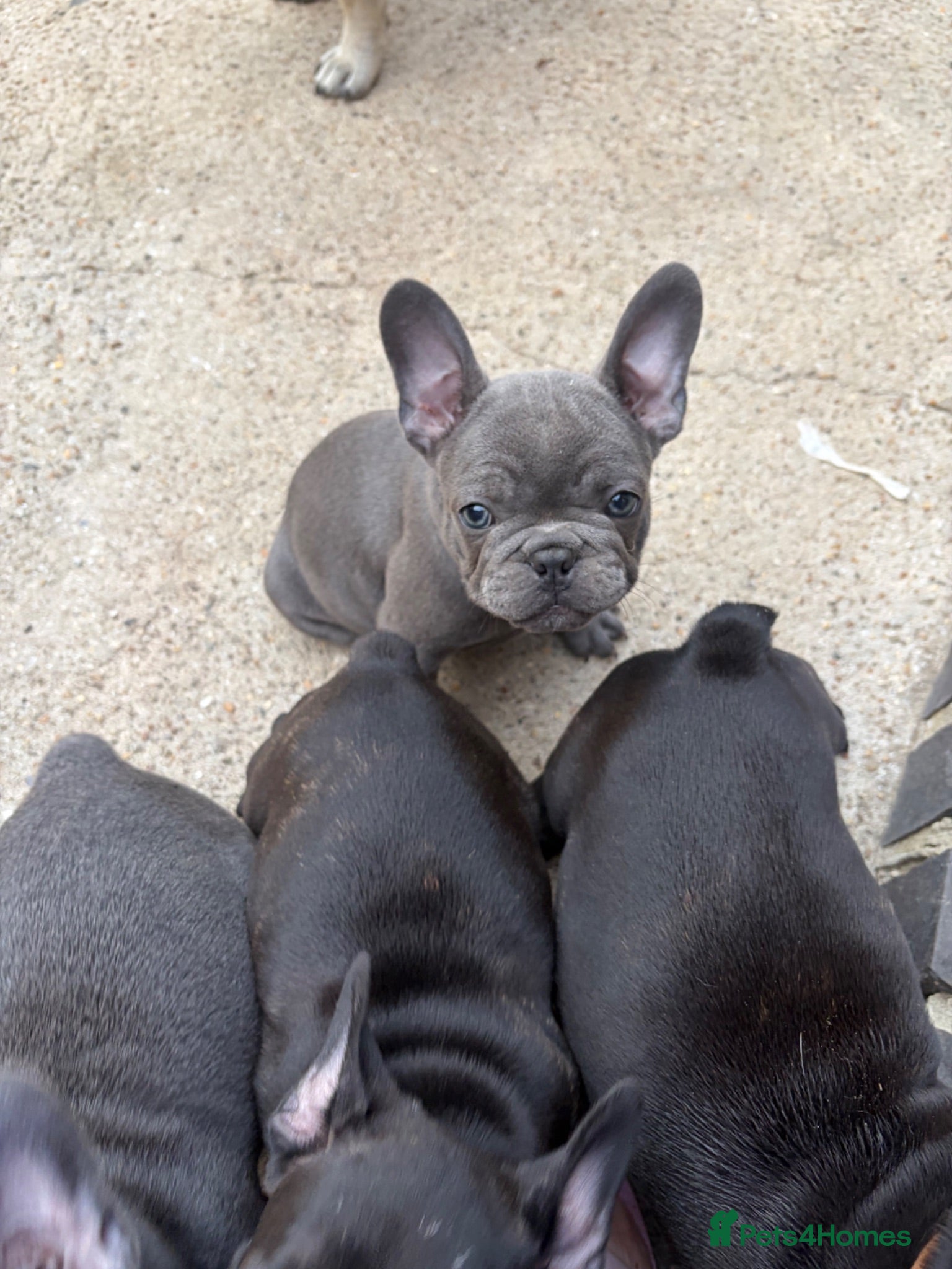 French Bulldog dogs French bulldog puppies for sale.  - Advert 1
