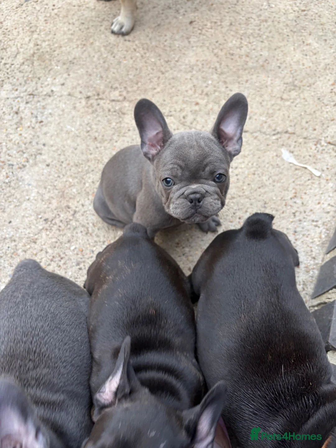 French Bulldog dogs for sale: French bulldog puppies for sale.  in Sevenoaks - Advert 1