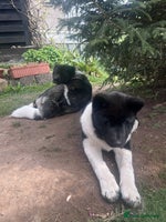 Akita dogs in Coventry - Advert 2