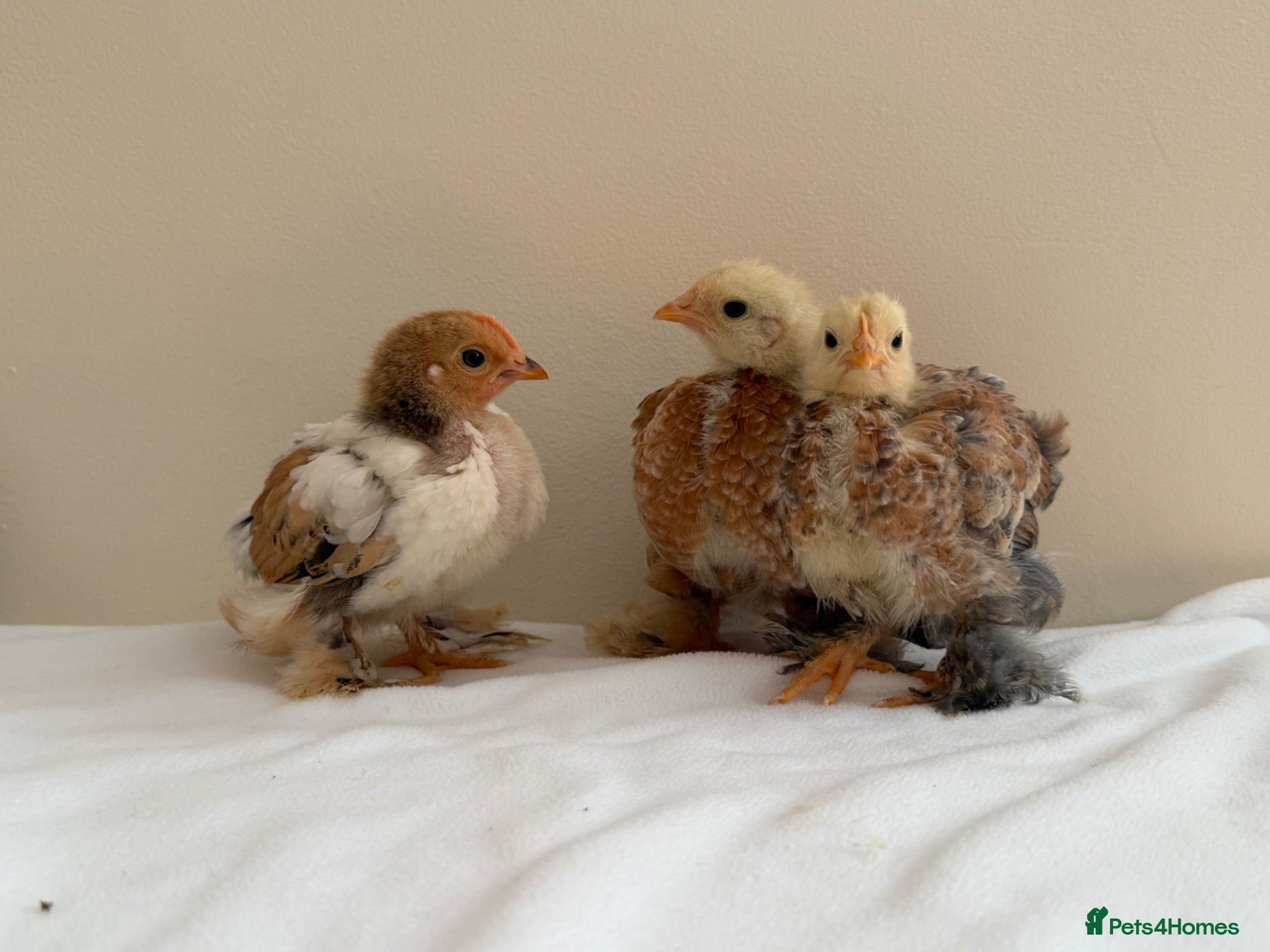 Chickens poultry Pekin bantam chicks - Advert 18