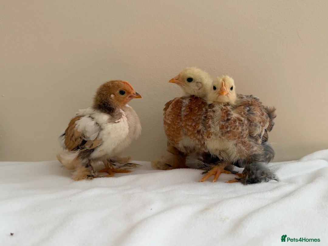 Chickens poultry for sale: Pekin bantam chicks - Advert 1