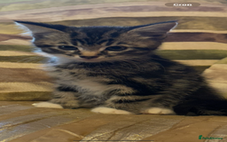 Mixed Breed cats for sale: Stunning fluffy and short haired ready now  - Image 4