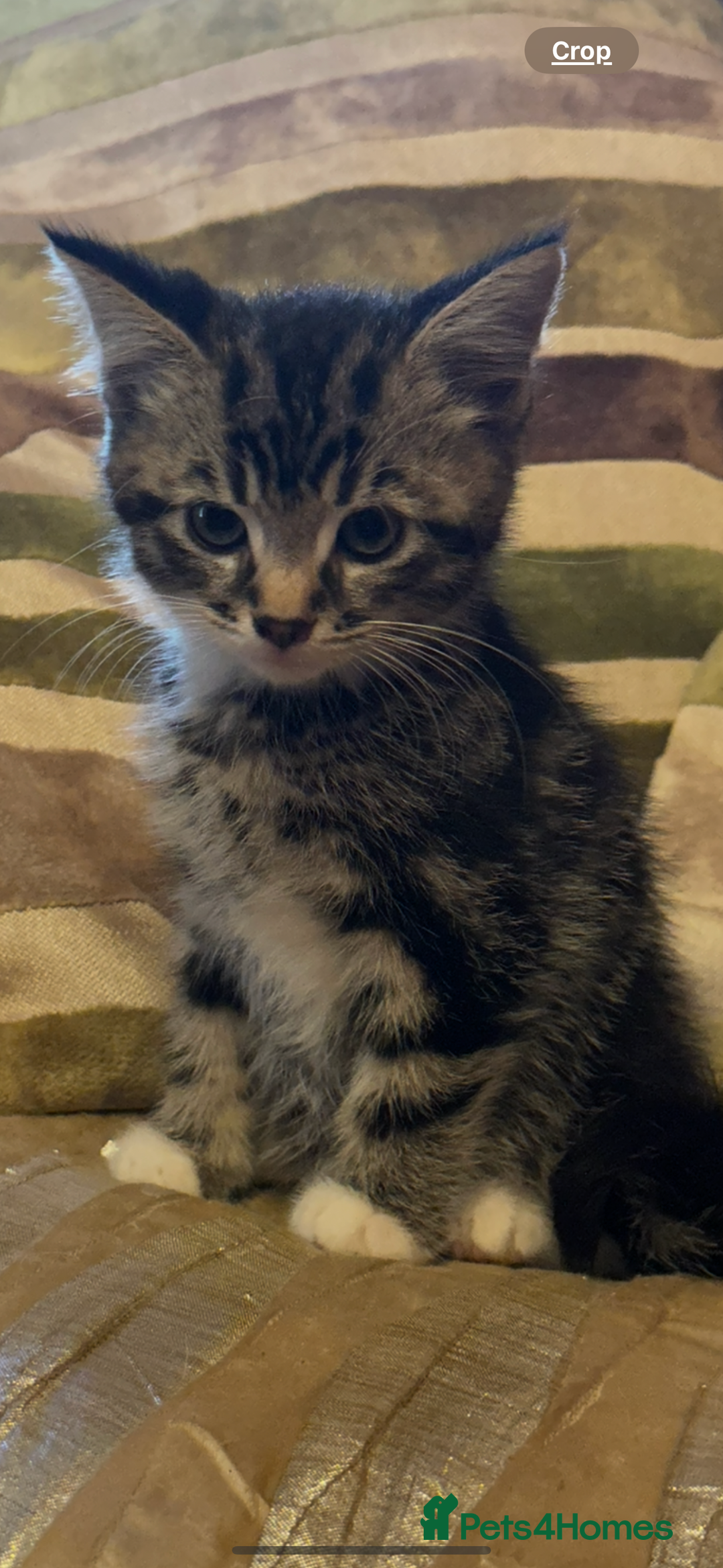 Mixed Breed cats for sale: Stunning fluffy and short haired ready now  - Image 4