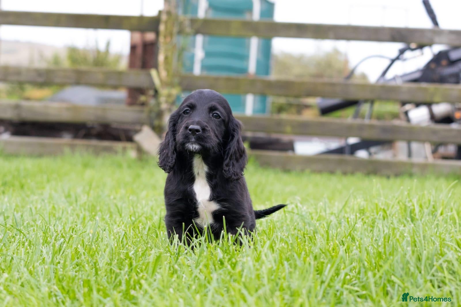 Cocker Spaniel dogs Stunning Black Cocker Puppies. Ready to leave 🌟 - Advert 1