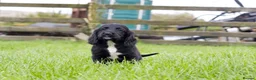 Cocker Spaniel dogs for sale: Stunning Black Cocker Puppies. Ready to leave 🌟 - Advert 10