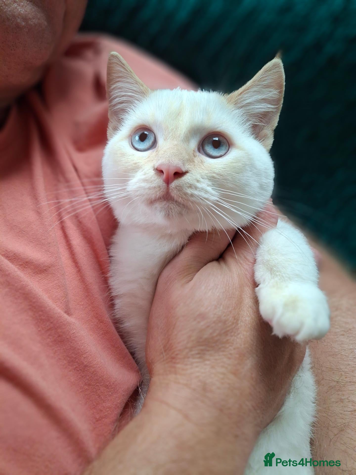 Siberian cats Boy with blue eyes READY!! - Advert 6