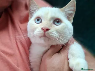 Siberian cats Boy with blue eyes READY!! - Advert 1