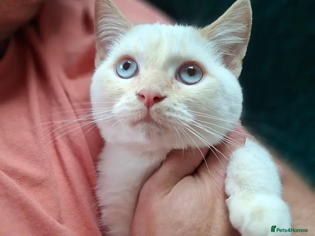 Siberian cats for sale: Spayed-Boy with blue eyes - Advert 2