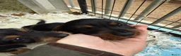 Dachshund dogs for sale: Wired Hair Dachshund Teckle Puppies - Advert 24
