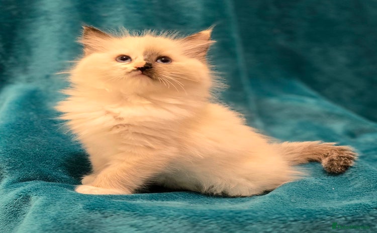 Ragdoll cats - Advert 1