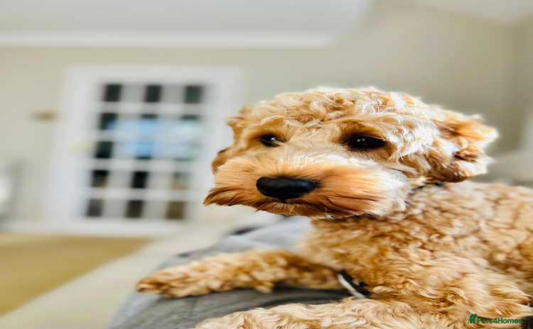 Cockapoo dogs - Advert 1