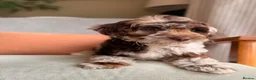 Cockapoo dogs for sale: Merle and Chocolate F1b Cockapoos Due Sept’ - Advert 7