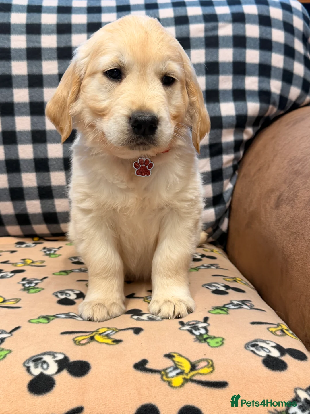 Golden Retriever dogs for sale: 🐶Fluffy bears looking for forever home💕💕 ! - Advert 24