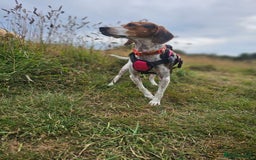 Mixed Breed dogs for adoption: Little Nancy is ready for her forever family! - Image 8