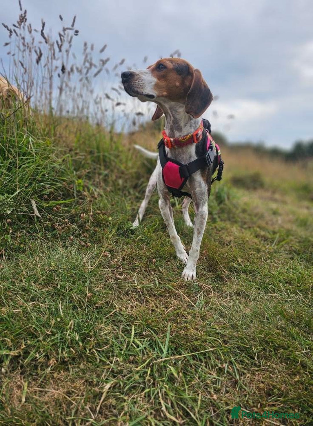 Mixed Breed dogs for adoption: Little Nancy is ready for her forever family! - Image 8
