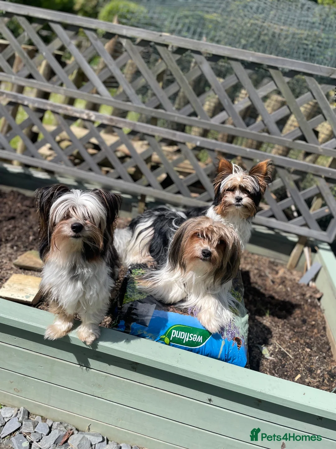 Biewer Terrier dogs for sale: Biewer terrier puppies - Advert 2