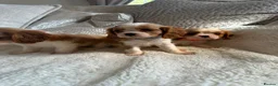 Cavalier King Charles Spaniel dogs for sale: Cavalier King Charles pups - Advert 8
