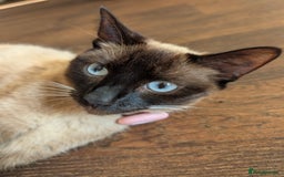 Mixed Breed cats for sale: 4 beautiful kittens looking for their forever home - Image 10