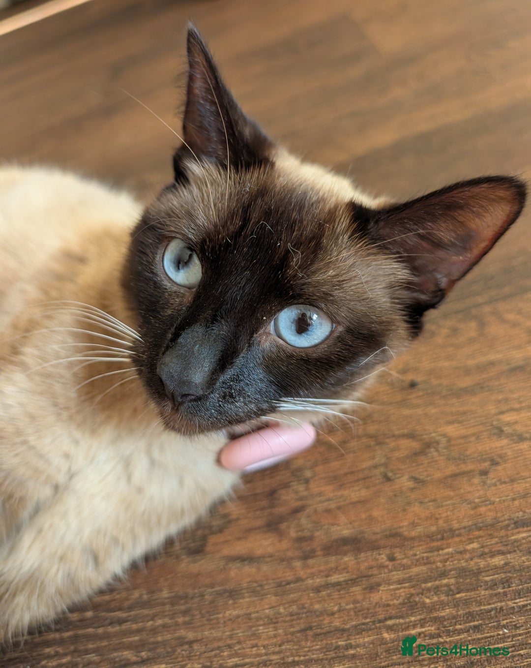 Mixed Breed cats for sale: 4 beautiful kittens looking for their forever home - Image 10
