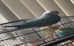 Ringnecks birds for sale: Beautiful male Indian ringneck - Image 3