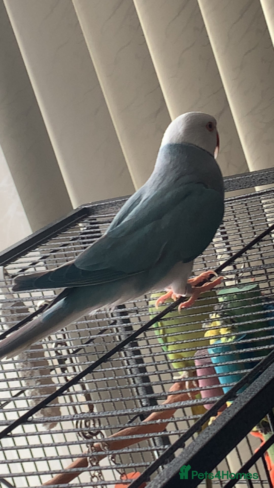 Ringnecks birds for sale: Beautiful male Indian ringneck - Image 3