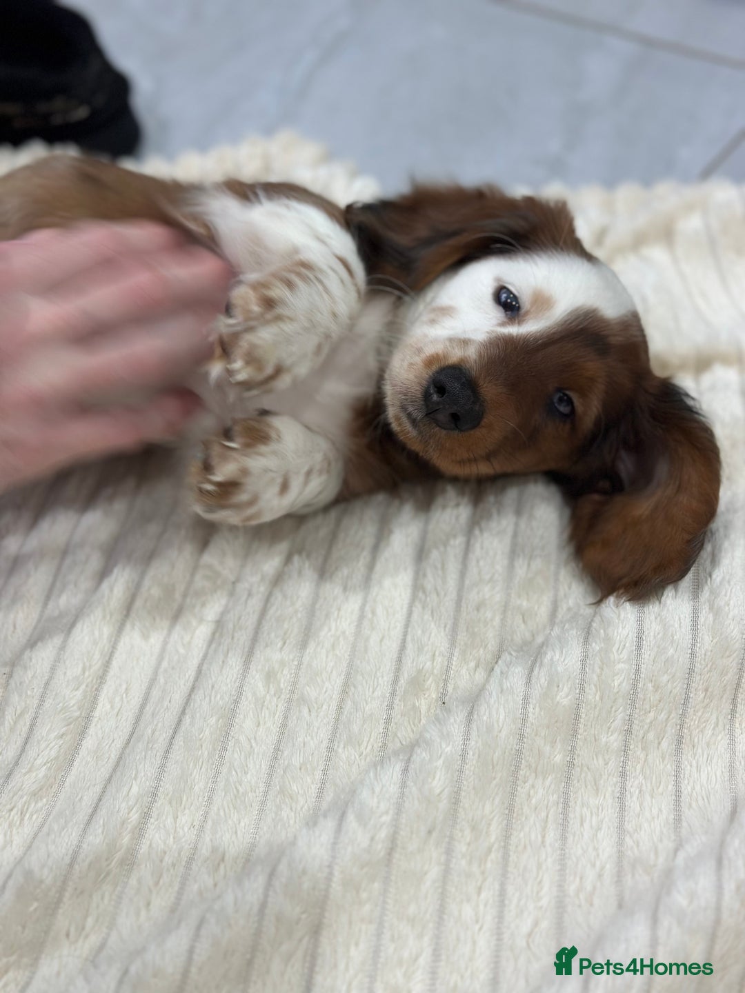 Miniature Dachshund dogs for sale: Miniature Dachounds pied dapples  - Advert 11