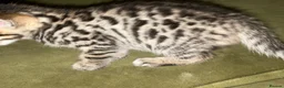 Bengal cats for sale: Stunning silver and brown bengal boys  - Advert 9