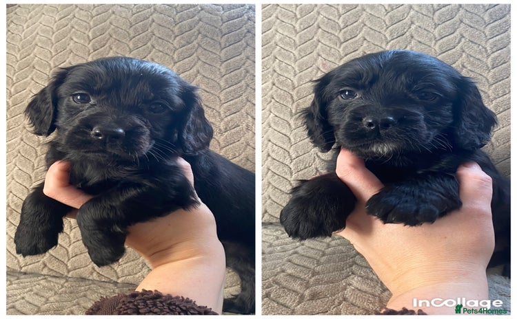 Cocker Spaniel dogs Working cocker spaniel puppies  - Advert 16