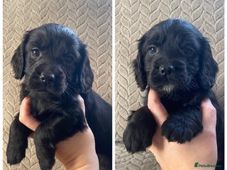 Cocker Spaniel dogs Working cocker spaniel puppies - Advert 5