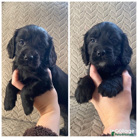 Cocker Spaniel dogs Working cocker spaniel puppies - Advert 16