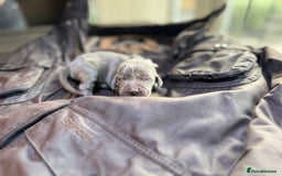 Weimaraner dogs for sale: 🐾Adorable KC Registered Weimaraner Puppies🐾 - Image 30