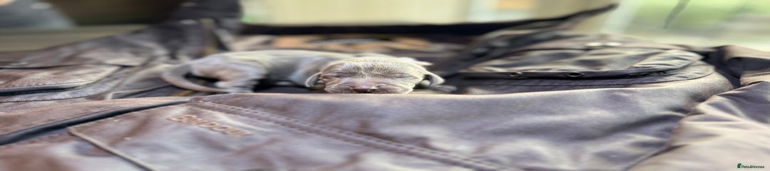 Weimaraner Puppy 10