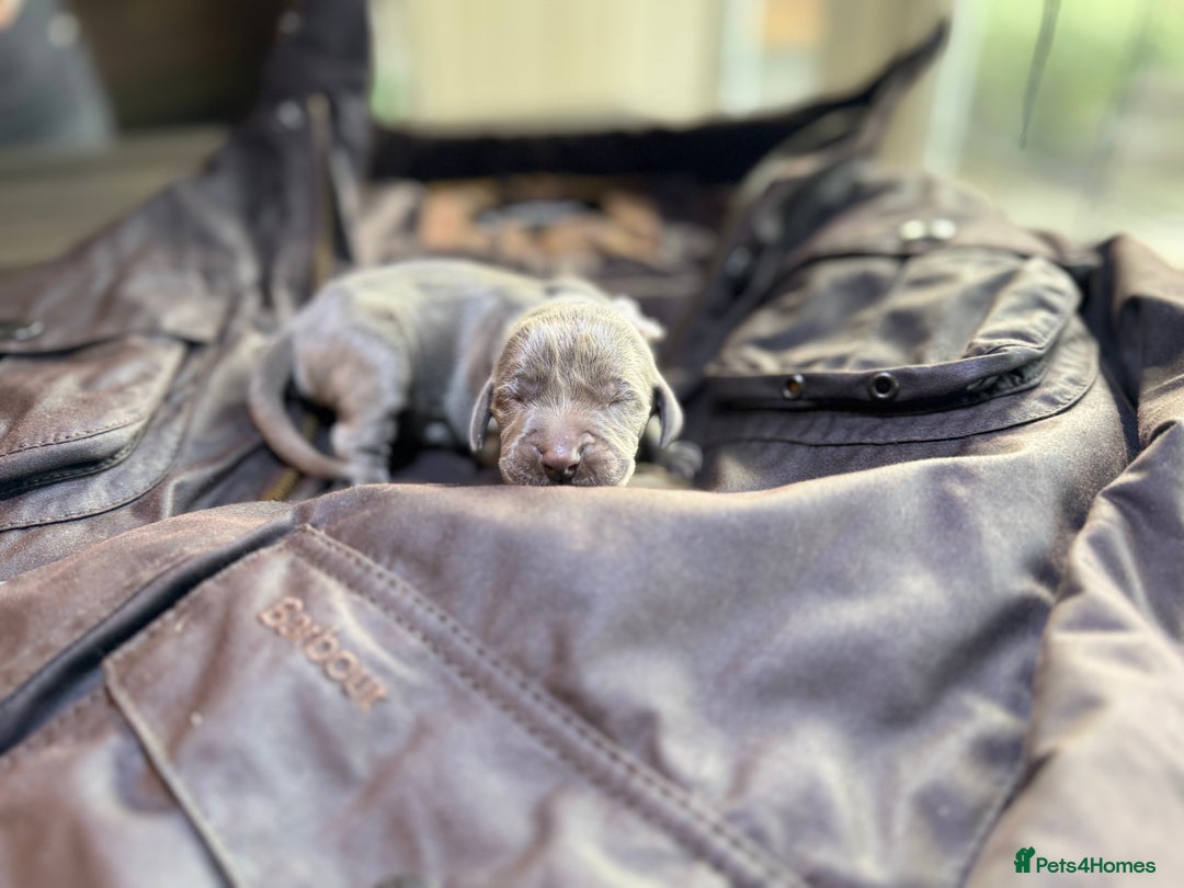 Weimaraner dogs for sale: 🐾Adorable KC Registered Weimaraner Puppies🐾 - Image 30