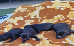 Mixed Breed dogs for sale: Staffy cross cocker spaniel pups for sale  - Image 3