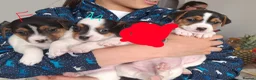 Jack Russell dogs for sale:  jack russel puppies  - Advert 7