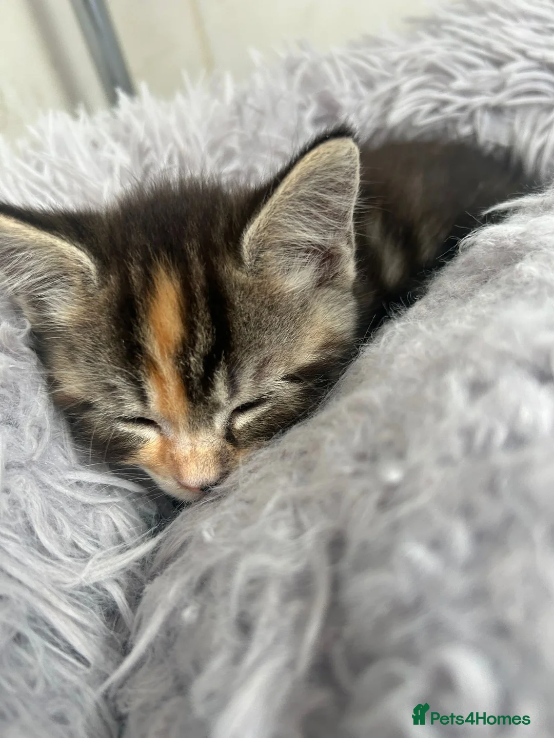 Mixed Breed cats for sale: Maine Coon/Ragdoll cross in Great Missenden - Advert 2