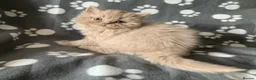 British Longhair cats for sale: GCCF kittens  - Advert 14