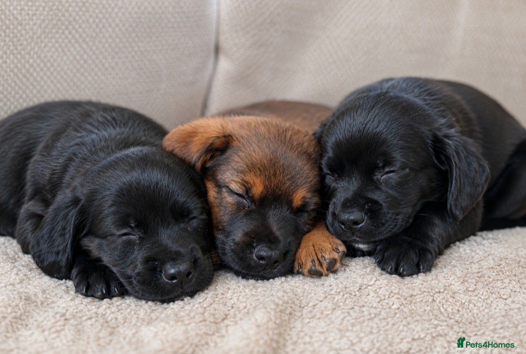 Patterjack dogs 🐾 Gorgeous Patterdale Jack Puppies – Ready Now 🐾 - Advert 10